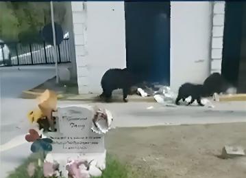 FAMILIA DE OSOS PASEA POR MONTERREY; EXHORTAN A NO DEJAR RESIDUOS AL AIRE LIBRE