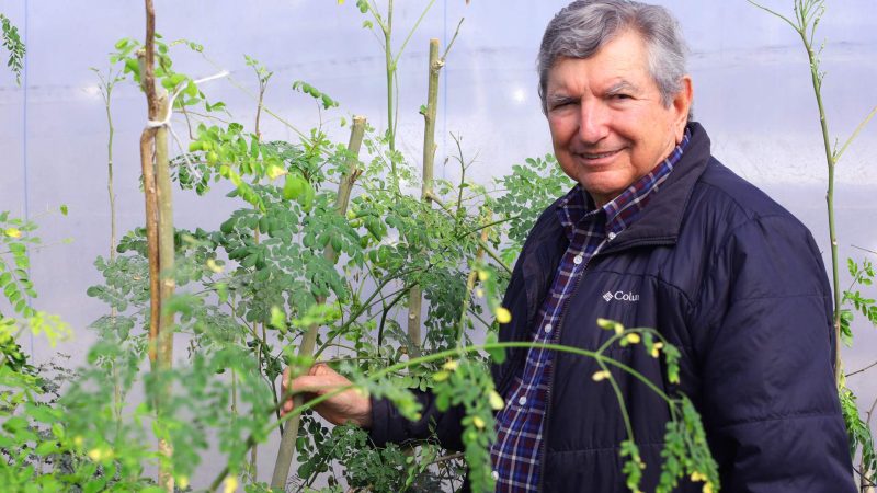 INVESTIGACIÓN DE LA UANL DESTACA PROPIEDADES MEDICINALES DE LA MORINGA