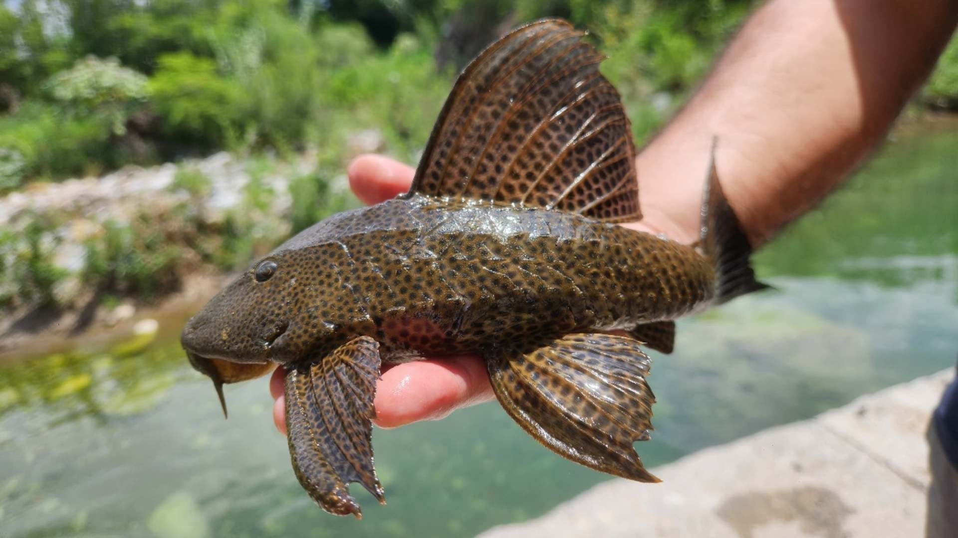 ¡Y que se les aparece el Diablo!