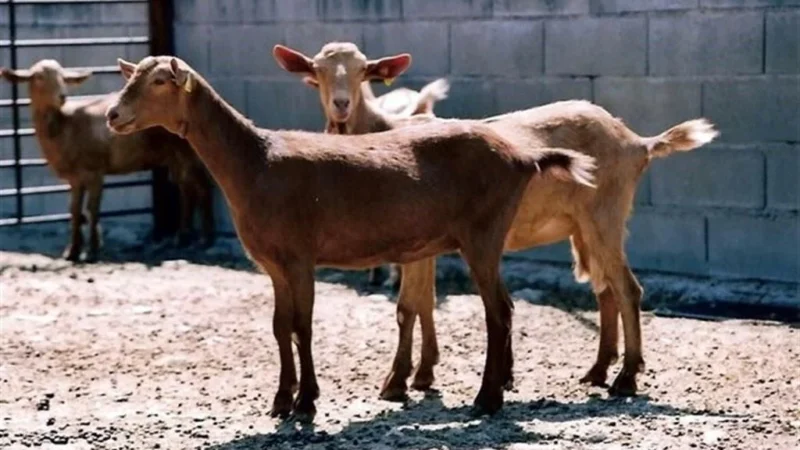 Buscan apoyo a la caprinocultura en NL, con miras al Mundial de Fútbol