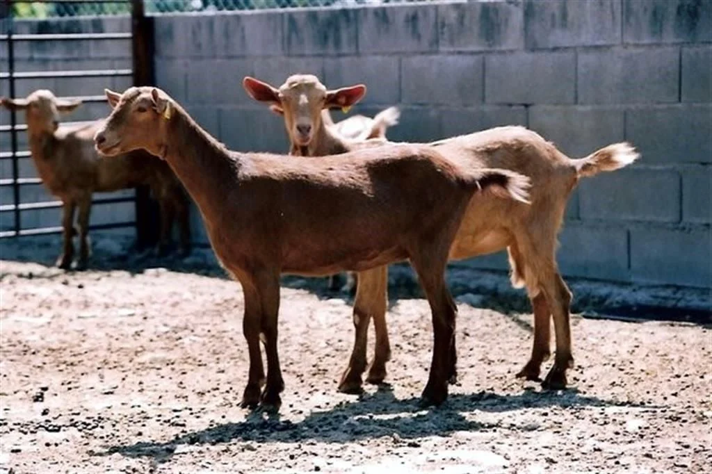 Buscan apoyo a la caprinocultura en NL, con miras al Mundial de Fútbol