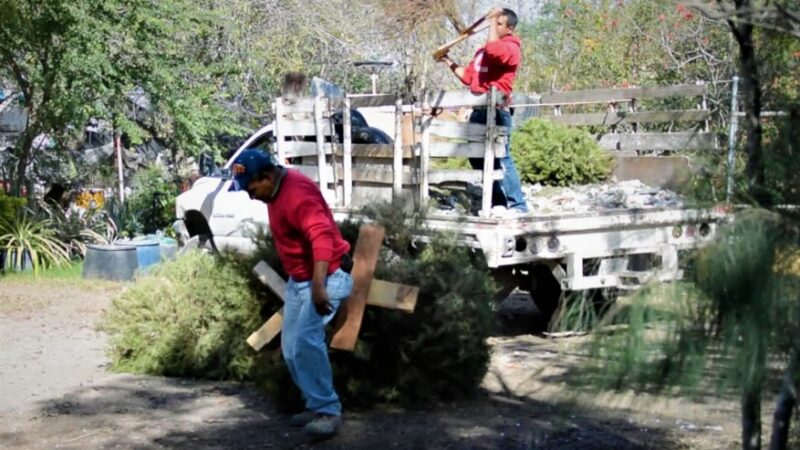 Tiene Apodaca centros de acopio de pinos navideños en todas las plazas