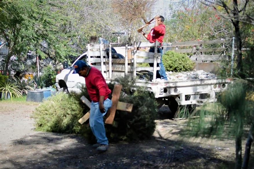 Tiene Apodaca centros de acopio de pinos navideños en todas las plazas