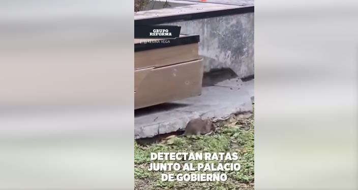 Acera