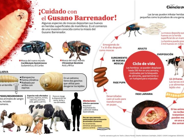 Contagio del gusano barrenador debe atenderse desde el sector pecuario y salud pública, dice Armando Víctor Gutiérrez