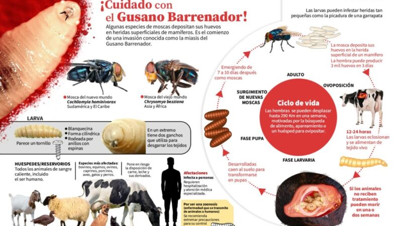 Contagio del gusano barrenador debe atenderse desde el sector pecuario y salud pública, dice Armando Víctor Gutiérrez