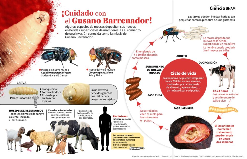 Contagio del gusano barrenador debe atenderse desde el sector pecuario y salud pública, dice Armando Víctor Gutiérrez