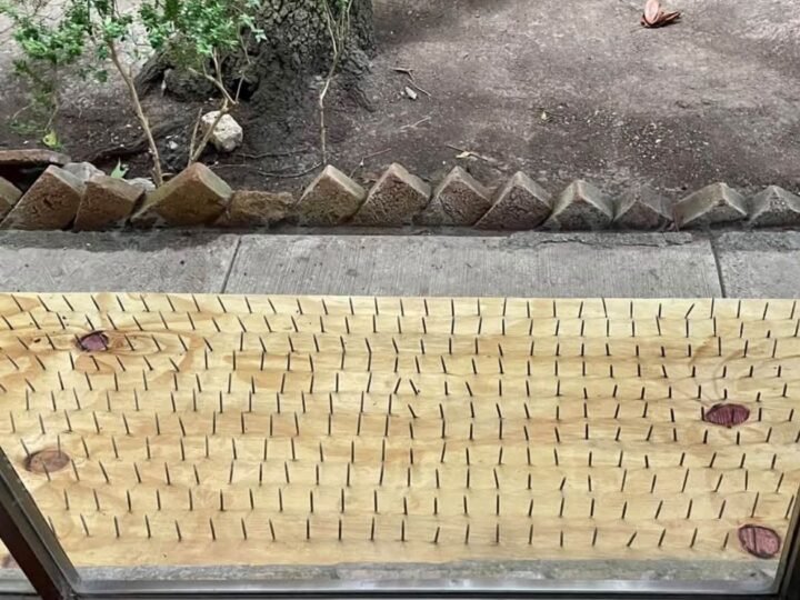 Rechaza autoridad utilizar tablas con clavos para ahuyentar osos en San Pedro