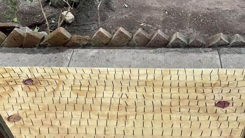 Rechaza autoridad utilizar tablas con clavos para ahuyentar osos en San Pedro