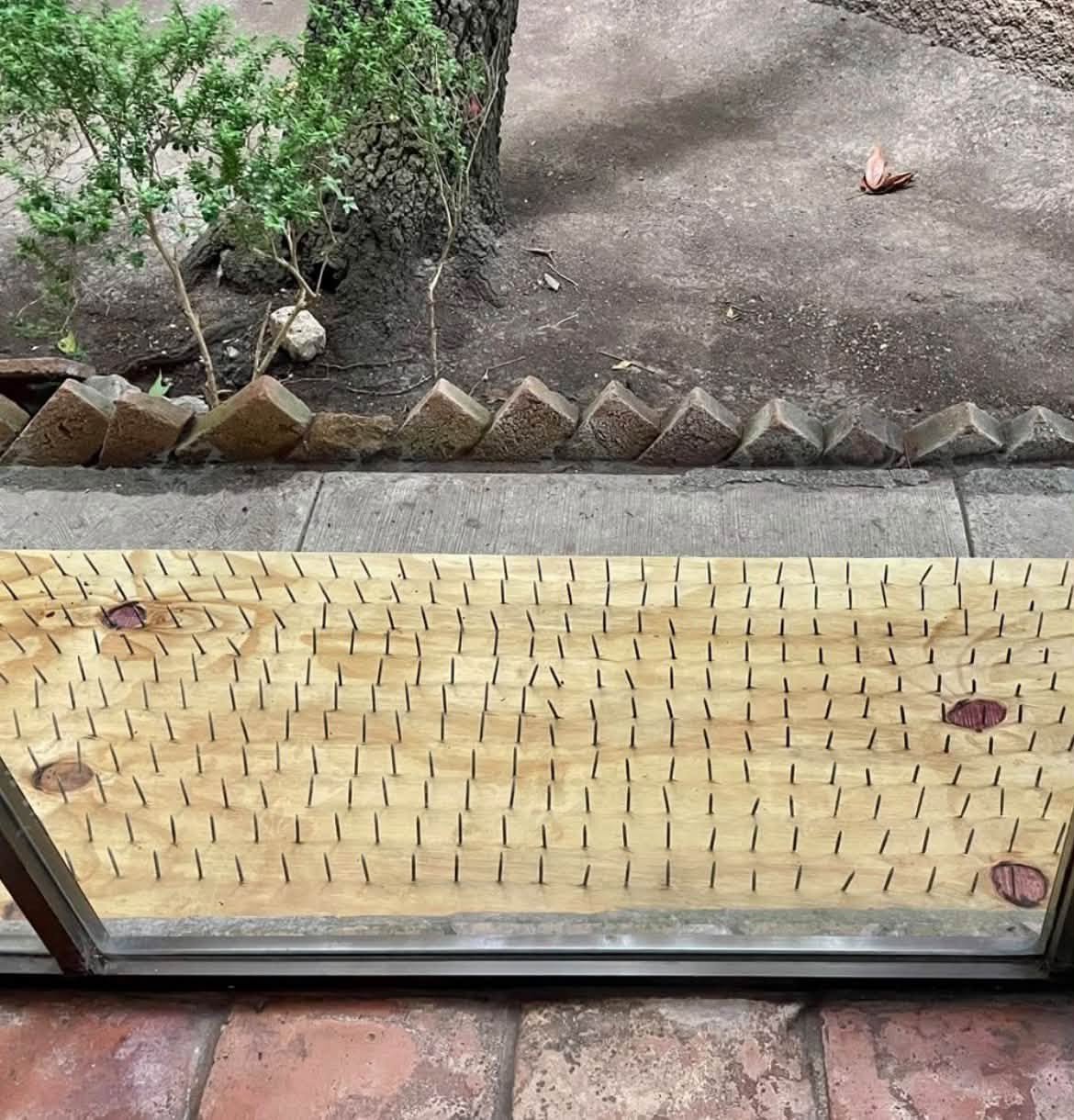 Rechaza autoridad utilizar tablas con clavos para ahuyentar osos en San Pedro